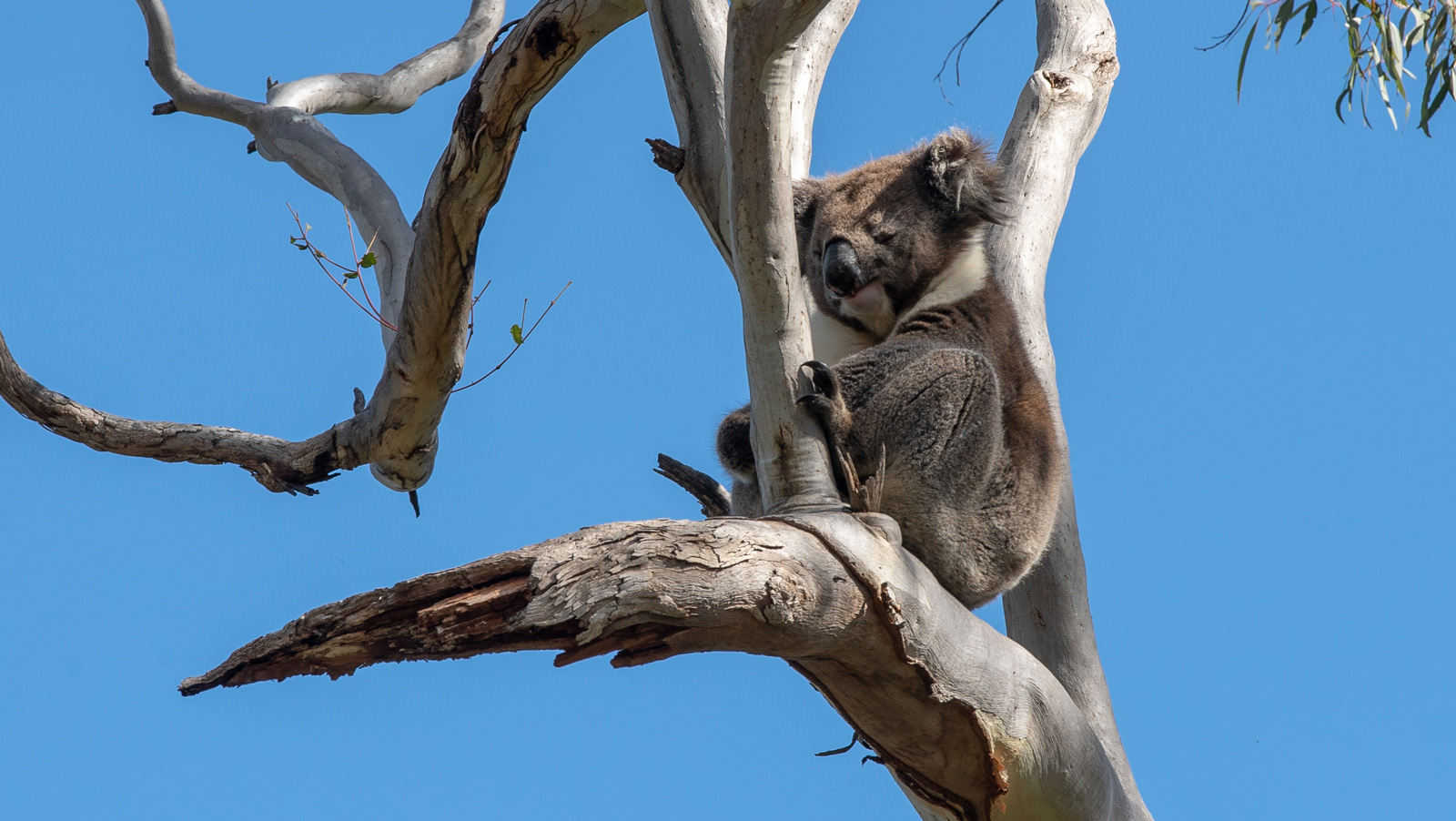 Koala in tree by K2 Productions Photography
