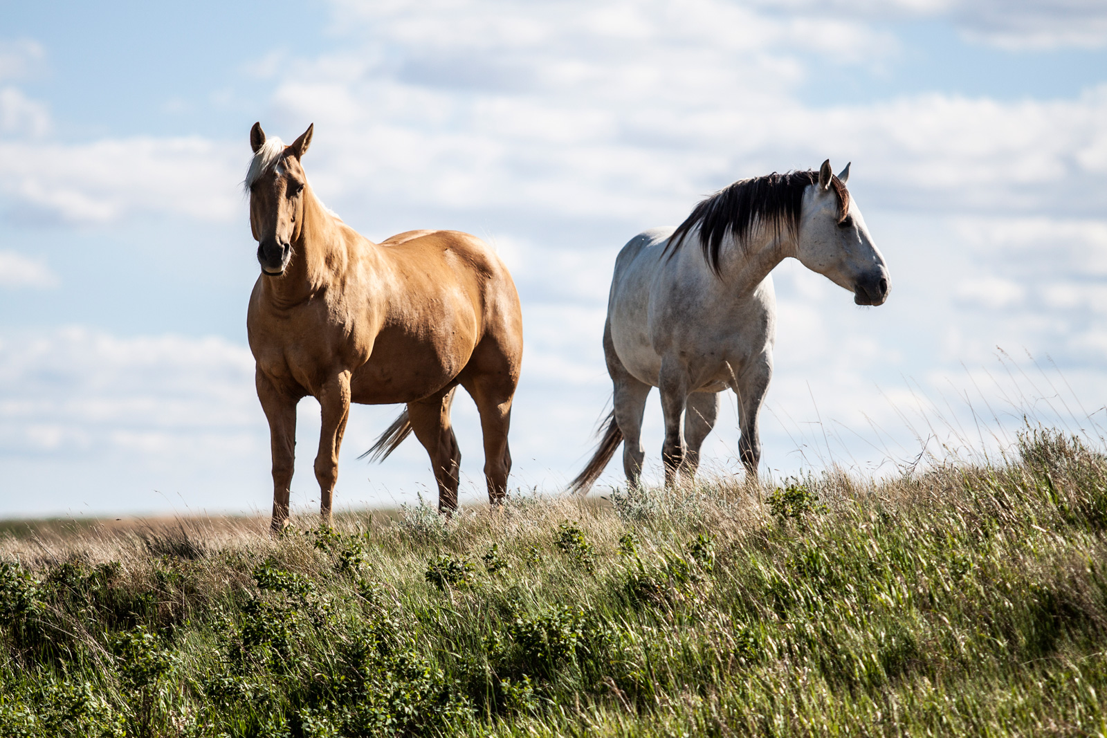 Pair of horses in the grass Lifestyle Photography from K2 Productions